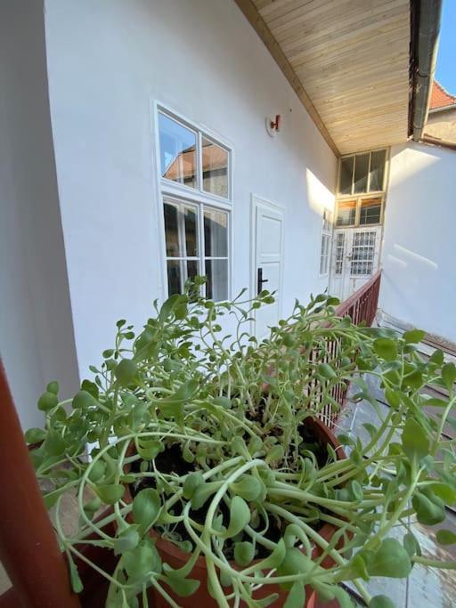 Cozy Center Studio Apartment Sibiu Bagian luar foto